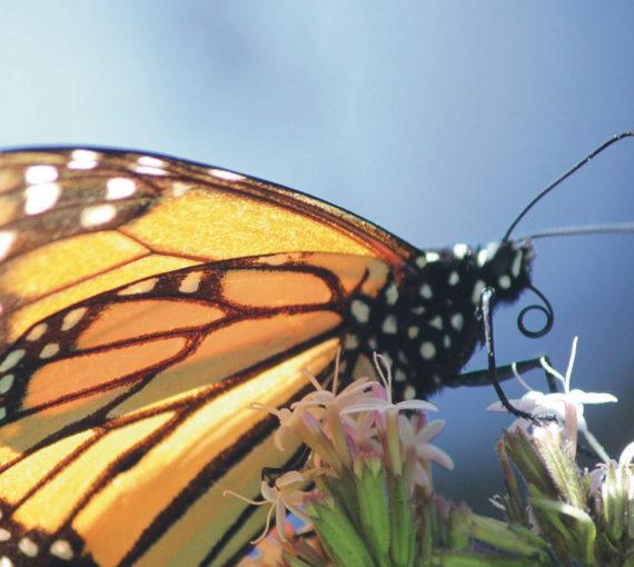 2016 Annual Report cover image: butterfly.